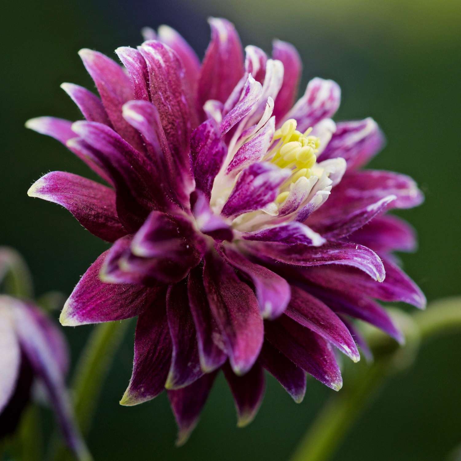 Die Akelei ‘Christa Barlow’